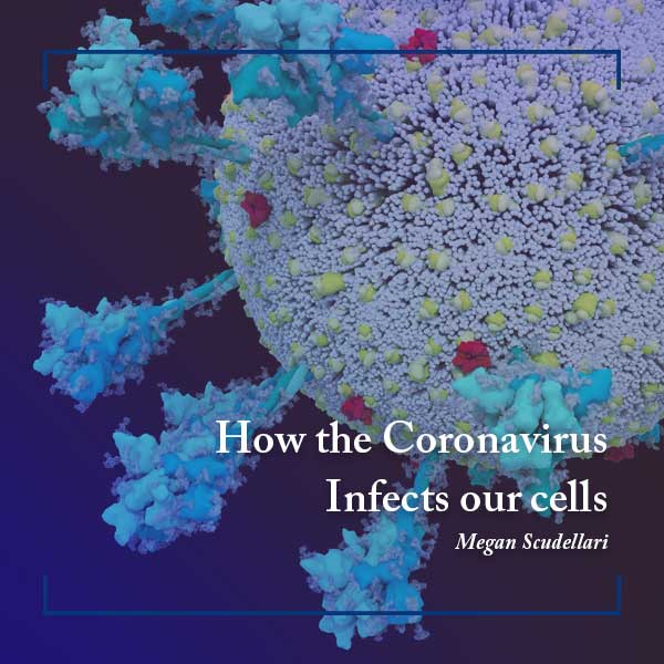 How the Coronavirus infects our cells