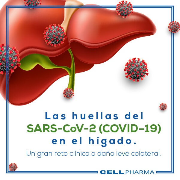 SARS–CoV–2 en el Hígado