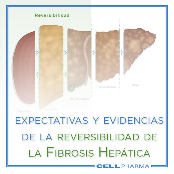 Reversibilidad de la fibrosis hepática